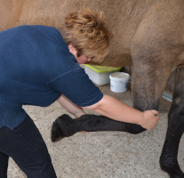 equine stretch treatment