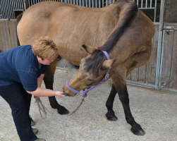 equine neck assessment