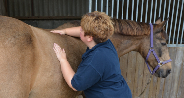 equine palpation back