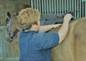 equine saddle assessment