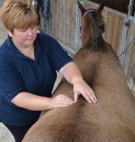 equine treatment back