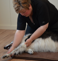 canine assessment